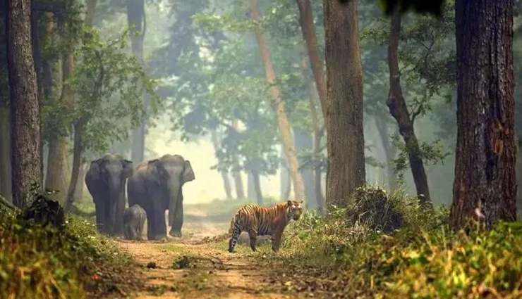 national parks in india,corbett national park,dachigam national park,dudhwa national park,hemis national park,great himalayan national park,ranthambore national park,gir national park,national parks in india,good wildlife photography in india,india,places in india