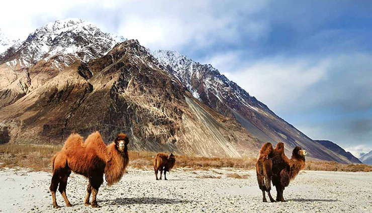 national parks in india,corbett national park,dachigam national park,dudhwa national park,hemis national park,great himalayan national park,ranthambore national park,gir national park,national parks in india,good wildlife photography in india,india,places in india