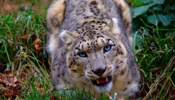 national parks in india,corbett national park,dachigam national park,dudhwa national park,hemis national park,great himalayan national park,ranthambore national park,gir national park,national parks in india,good wildlife photography in india,india,places in india