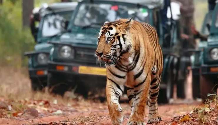 national parks in india,corbett national park,dachigam national park,dudhwa national park,hemis national park,great himalayan national park,ranthambore national park,gir national park,national parks in india,good wildlife photography in india,india,places in india