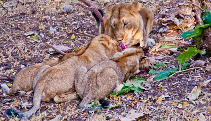 national parks in india,corbett national park,dachigam national park,dudhwa national park,hemis national park,great himalayan national park,ranthambore national park,gir national park,national parks in india,good wildlife photography in india,india,places in india