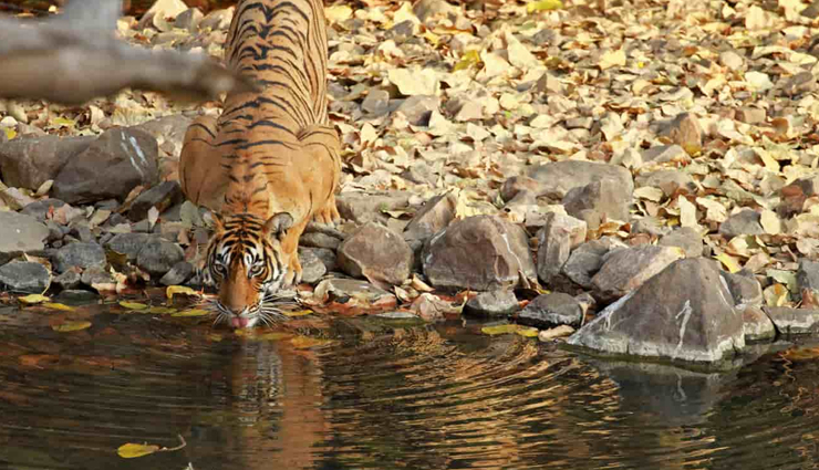 6 Most Amazing Wildlife Safaris To Enjoy in India