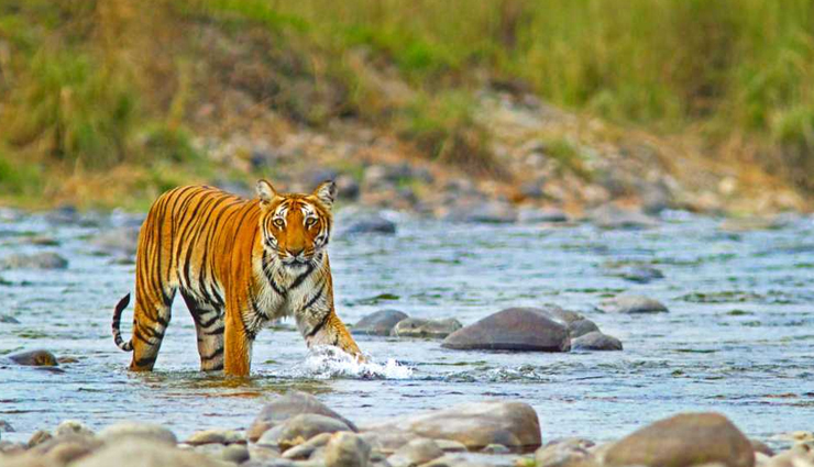 wildlife safaris,wildlife safaris in india