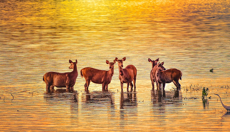 wildlife safaris,wildlife safaris in india