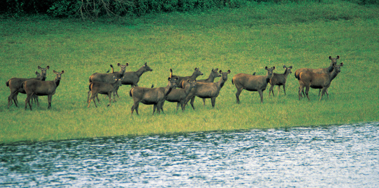 wildlife sanctuaries,north india,dachigam wildlife sanctuary,jim corbett national park,sunderbans wildlife sanctuary,manas wildlife sanctuary,kaziranga national park