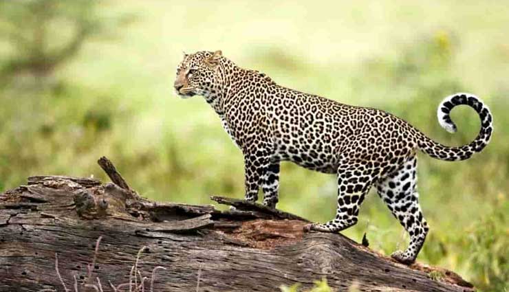 wildlife sanctuaries,wildlife sanctuaries in india,india,valley of flowers national park,uttarakhand,periyar national park,kerala,sunderbans national park,west bengal,hemis national park,jammu & kashmir,silent valley national park,kerala