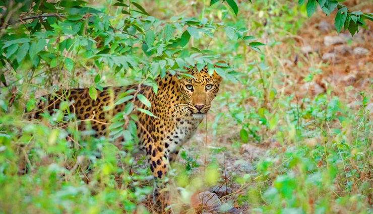 kabini wildlife sanctuary,nagzira wildlife sanctuary,dibru saikhowa national park,khijadiya bird sanctuary,tal chhapar sanctuary,wildlife sanctuaries in india,india