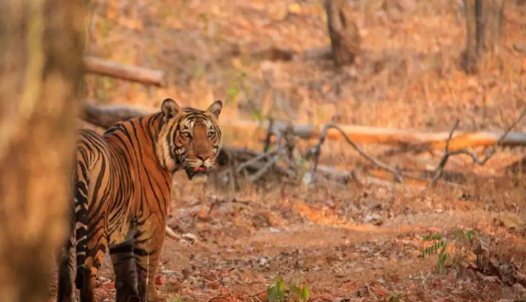 wildlife sanctuaries in india,india,wildlife sanctuaries,bhadra wildlife sanctuary,dibang valley wildlife sanctuary,ranthambore national park,periyar wildlife sanctuary,sundarbans national park