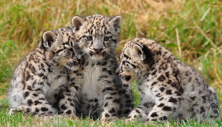 5 Must Visit Wildlife Sanctuaries of North India