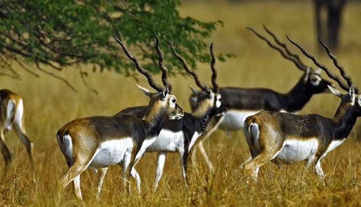 wildlife sanctuaries,wildlife sanctuaries in india,india,valley of flowers national park,uttarakhand,periyar national park,kerala,sunderbans national park,west bengal,hemis national park,jammu & kashmir,silent valley national park,kerala