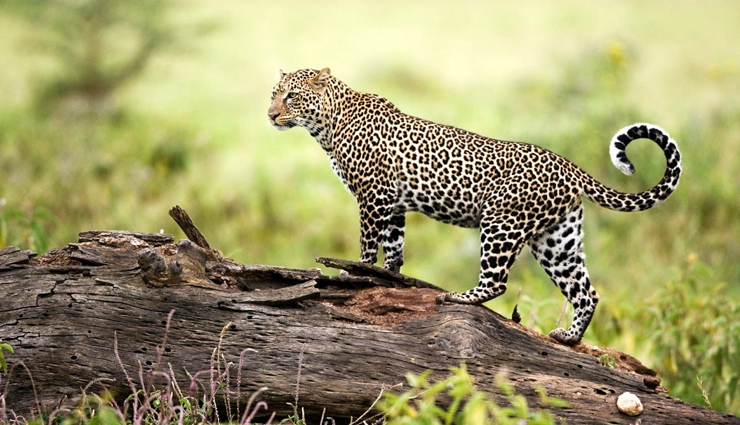 5 Must Visit Wildlife Sanctuaries in India