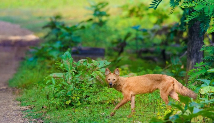 kabini wildlife sanctuary,nagzira wildlife sanctuary,dibru saikhowa national park,khijadiya bird sanctuary,tal chhapar sanctuary,wildlife sanctuaries in india,india
