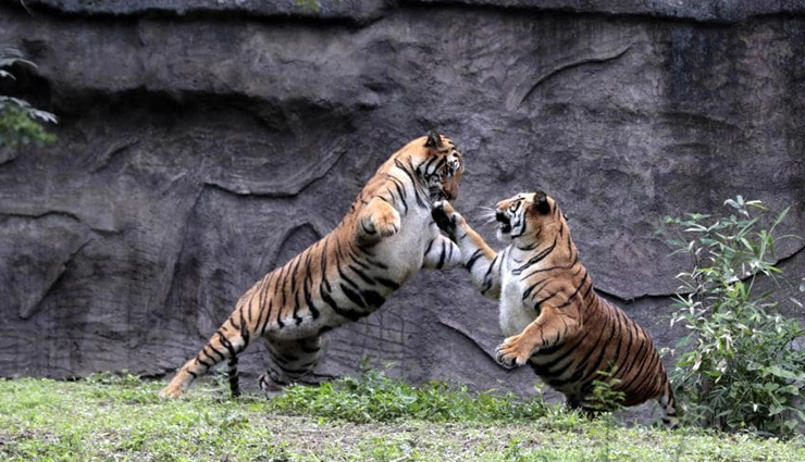 wildlife sanctuaries in india,india,wildlife sanctuaries,bhadra wildlife sanctuary,dibang valley wildlife sanctuary,ranthambore national park,periyar wildlife sanctuary,sundarbans national park