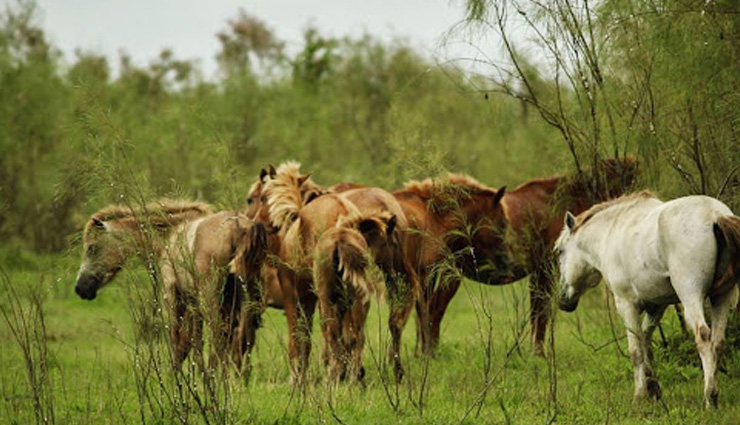 kabini wildlife sanctuary,nagzira wildlife sanctuary,dibru saikhowa national park,khijadiya bird sanctuary,tal chhapar sanctuary,wildlife sanctuaries in india,india