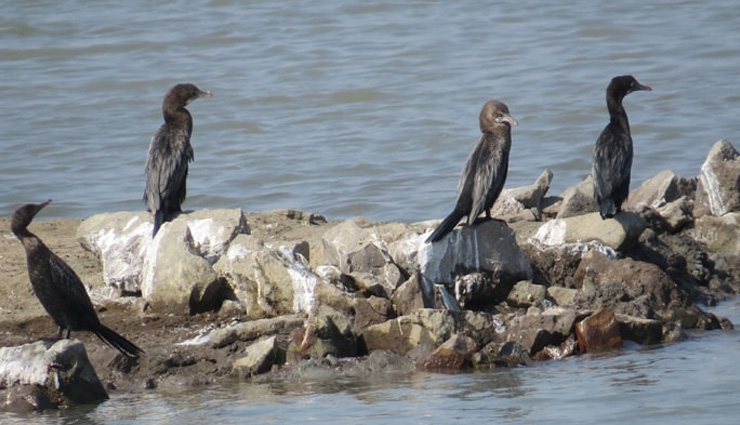 kabini wildlife sanctuary,nagzira wildlife sanctuary,dibru saikhowa national park,khijadiya bird sanctuary,tal chhapar sanctuary,wildlife sanctuaries in india,india