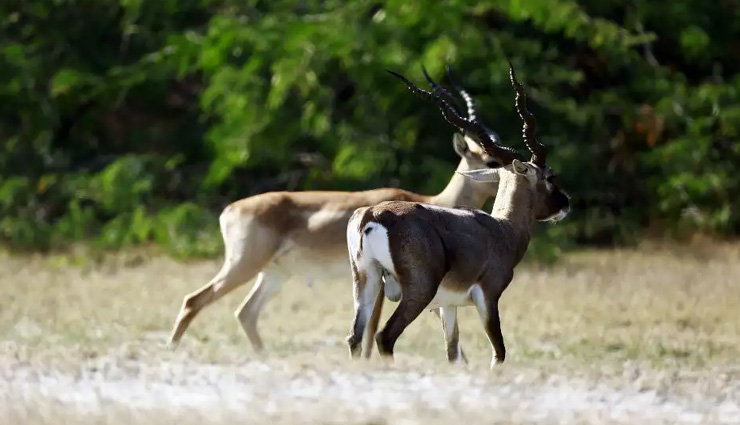 kabini wildlife sanctuary,nagzira wildlife sanctuary,dibru saikhowa national park,khijadiya bird sanctuary,tal chhapar sanctuary,wildlife sanctuaries in india,india
