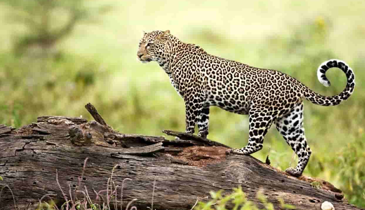 5 Least Known Wildlife Sanctuaries in India