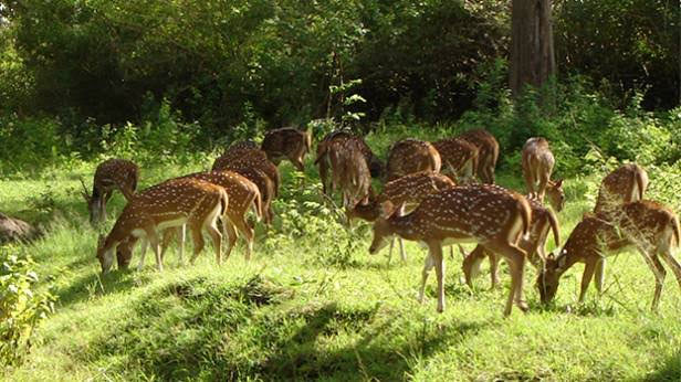 wildlife sanctuaries,wildlife sanctuaries in odisha,odisha,debrigarh wildlife sanctuary,bargarh district,sunabeda wildlife sanctuary,nuapada district,hadagarh wildlife sanctuary,keonjhar district,kotagarh wildlife sanctuary,kandhamal district,kuldiha wildlife sanctuary,balasore district