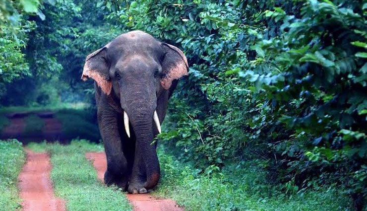 Wildlife Sanctuaries To Visit In Odisha Lifeberrys Com