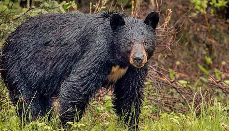 wildlife sanctuaries,wildlife sanctuaries in odisha,odisha,debrigarh wildlife sanctuary,bargarh district,sunabeda wildlife sanctuary,nuapada district,hadagarh wildlife sanctuary,keonjhar district,kotagarh wildlife sanctuary,kandhamal district,kuldiha wildlife sanctuary,balasore district