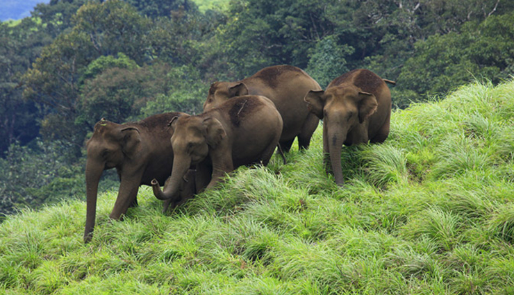 tea estate tours in munnar: savor the finest teas,waterfall hikes: attukal and lakkam in munnar,eravikulam national park: spotting nilgiri tahr,munnars spice gardens: a fragrant exploration,shikara boat rides in munnars lakes,trekking adventures: anamudi peak and chokramudi hills,elephant safari: munnars unique wildlife experience,ayurvedic spa retreats in munnar: relax and rejuvenate,photography spots: munnars scenic beauty unleashed,culinary delights: exploring munnars local cuisine