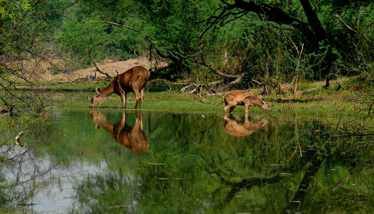 krishna wildlife sanctuary,andhra pradesh,kumbhalgarh wildlife sanctuary,rajasthan,sita mata wildlife sanctuary,rajasthan,nagzira wildlife sanctuary,maharashtra,radhanagari wildlife sanctuary,maharashtra,mhadei wildlife sanctuary,goa,least visit wildlife sanctuary,wildlife sanctuary in india,india