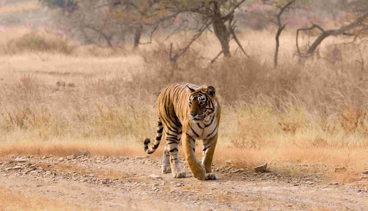 6 Least Visited Wildlife Sanctuaries in India