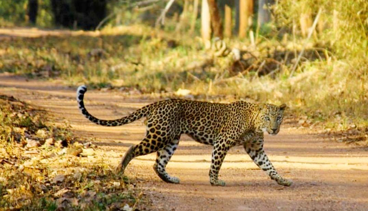 krishna wildlife sanctuary,andhra pradesh,kumbhalgarh wildlife sanctuary,rajasthan,sita mata wildlife sanctuary,rajasthan,nagzira wildlife sanctuary,maharashtra,radhanagari wildlife sanctuary,maharashtra,mhadei wildlife sanctuary,goa,least visit wildlife sanctuary,wildlife sanctuary in india,india