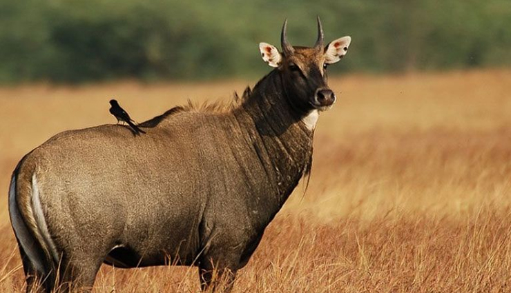 krishna wildlife sanctuary,andhra pradesh,kumbhalgarh wildlife sanctuary,rajasthan,sita mata wildlife sanctuary,rajasthan,nagzira wildlife sanctuary,maharashtra,radhanagari wildlife sanctuary,maharashtra,mhadei wildlife sanctuary,goa,least visit wildlife sanctuary,wildlife sanctuary in india,india