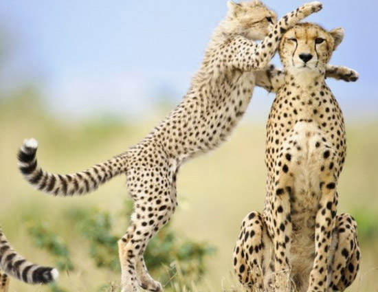 5 Wildlife Sanctuaries in India To Visit In Winter Holidays