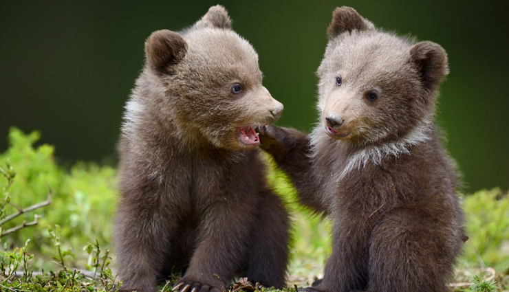 tourist places in agra,agra tourist places,taj mahal,agra fort,mehtab bagh,kinari bazar,tomb of itimad-ud-daula,korai village,taj nature walk,wildlife sos,travel,travel guide,tourism,india tourism