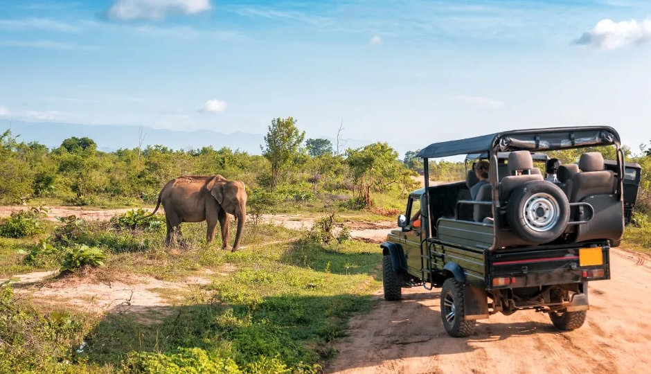 5 Ways How To Be a Responsible Wildlife Tourist