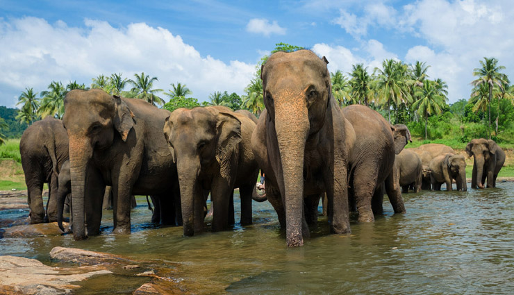 wildlife places in sri lanka,best wildlife parks sri lanka,sri lanka wildlife destinations,sri lanka national parks,safari in sri lanka,wildlife tours sri lanka,yala national park sri lanka,minneriya elephants,birdwatching in sri lanka,top wildlife parks sri lanka,leopard safari sri lanka,elephant watching sri lanka,nature reserves in sri lanka,wildlife adventures sri lanka