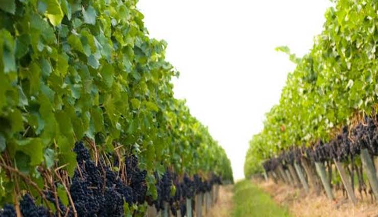 wine regions,wine regions in uruguay,uruguay,colonia,canelones,maldonado,rivera,durazno