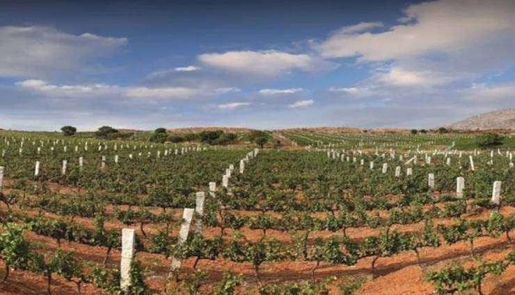 wine tasting in india,places for wine tasting in india,india,sula vineyard in nashik,soma vineyard in nashik,four seasons vineyards in baramati,pune,grover zampa vineyards in nandi hills,krsma vineyards in hampi