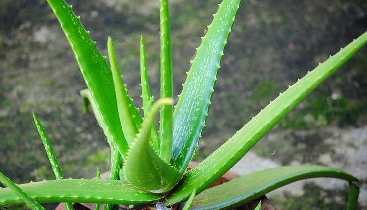 cheeks start cracking in winter overcome this problem with these 10 home remedies,beauty tips,beauty hacks