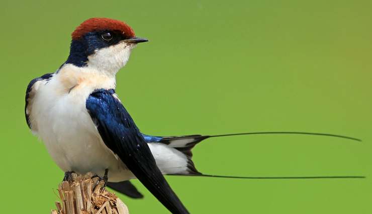 jungle birds,jungle birds you can spot  in india,india tourism,tourist places in india,india tourist places,holidays,travel