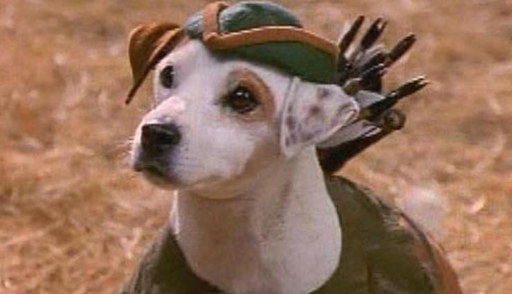 5 pets who are a big television celebrity,television celebrity pets,wishbone,astro,tiger,comet,brian