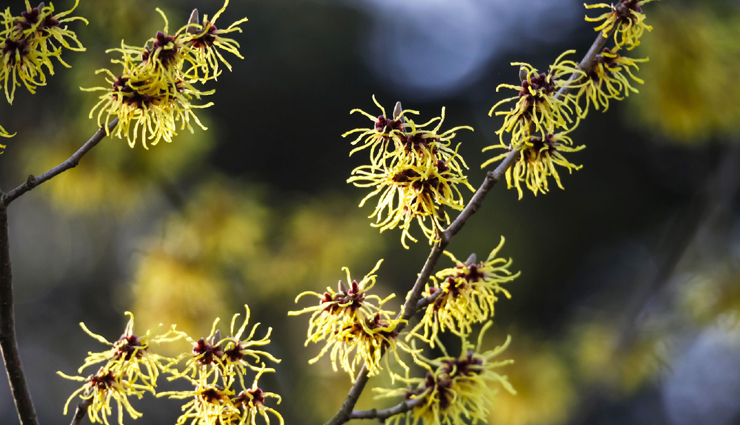 piles,natural remedies to treat piles,healthy living,Health tips