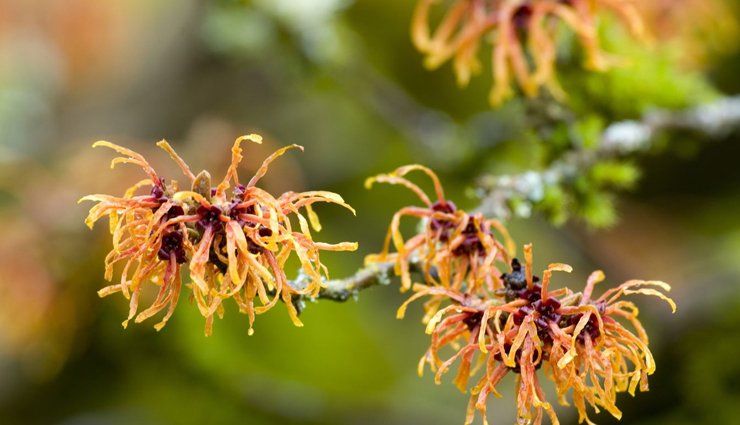 witch hazel benefits for skin,uses of witch hazel for skin,witch hazel for acne,witch hazel for oily skin,witch hazel for dry skin,witch hazel for skin tightening,witch hazel for pores,natural skincare with witch hazel,diy witch hazel remedies,witch hazel for inflammation,witch hazel for redness,witch hazel for blemishes,witch hazel for glowing skin,witch hazel for dark spots,least known benefits of witch hazel