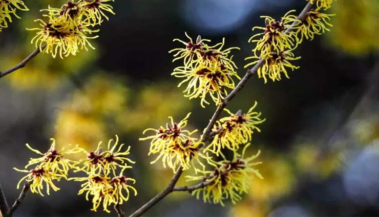 keep these things at home,some first aid we should keep at home,first aid,Health tips,essentials to keep at home,healthy living,aloe vera,witch hazel,arnica,honey,calendula,thyme