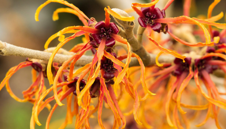 molluscum contagiosum,molluscum contagiosum problem,molluscum contagiosum treatment,molluscum contagiosum home remedies,home remedies to treat molluscum contagiosum,Health,health problem,Health tips,healthy living