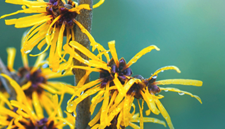 remedies to get rid of hives,healthy living,Health tips,tips to get rid of hives