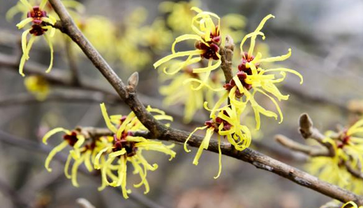 6 DIY Ways Witch Hazel Can Improve Your Skin