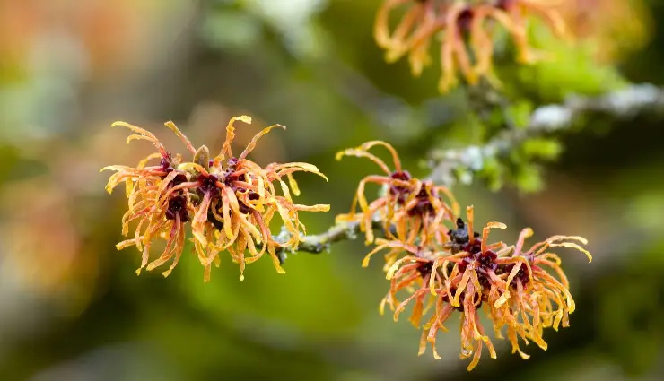 piles treatment,haemorrhoids symptoms,anal swelling,bleeding during bowel movement,blood clots,itching relief,natural remedies for piles,constipation,low-fibre diet,obesity,pregnancy,rectal pain,haemorrhoid care