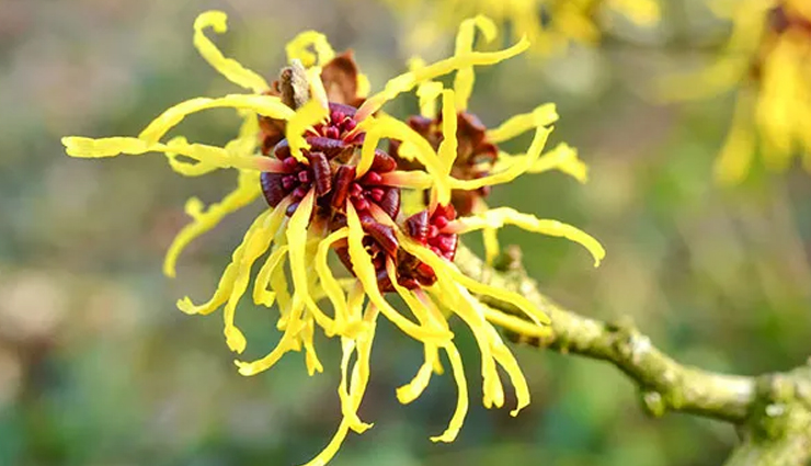 witch hazel benefits for skin,uses of witch hazel for skin,witch hazel for acne,witch hazel for oily skin,witch hazel for dry skin,witch hazel for skin tightening,witch hazel for pores,natural skincare with witch hazel,diy witch hazel remedies,witch hazel for inflammation,witch hazel for redness,witch hazel for blemishes,witch hazel for glowing skin,witch hazel for dark spots,least known benefits of witch hazel