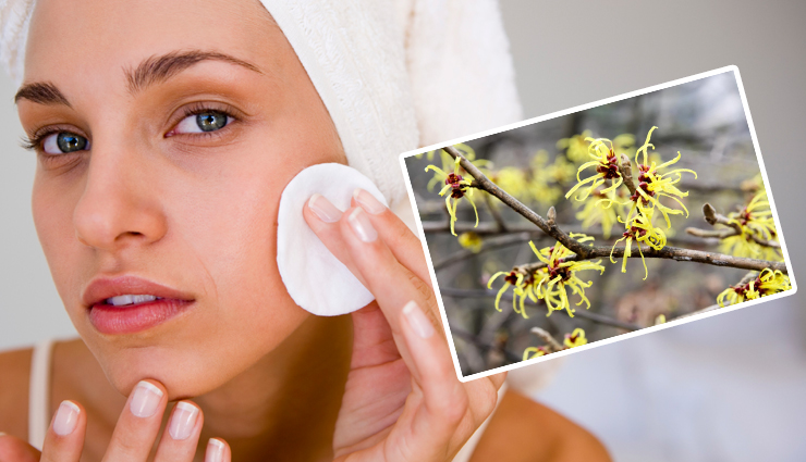 5 Reasons Why You Should Include Witch Hazel in Your Skincare Routine