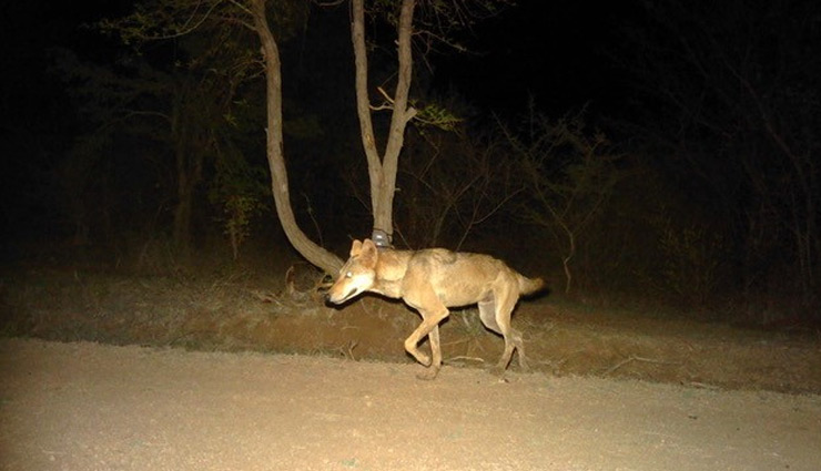 ranakpur tourist attractions,top things to do in ranakpur,ranakpur jain temple visit,jungle safari in ranakpur,trekking routes in ranakpur,best time to visit ranakpur,ranakpur wildlife safari,ranakpur dam sunset views,horse riding tours in ranakpur,ranakpur must-visit places,ranakpur local shopping guide,historical temples in ranakpur,jeep safari in ranakpur forest,ranakpur wolf spotting tours,muchal mahavir temple ranakpur