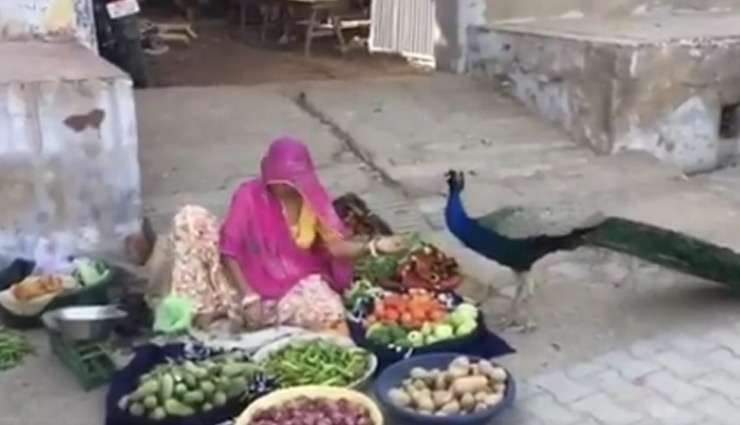 मोर को खाना खिला रही थी सब्जी बेचने वाली महिला,  आनंद महिंद्रा बोले- कभी-कभी आप ऐसा दृश्य देख पाते है; Video