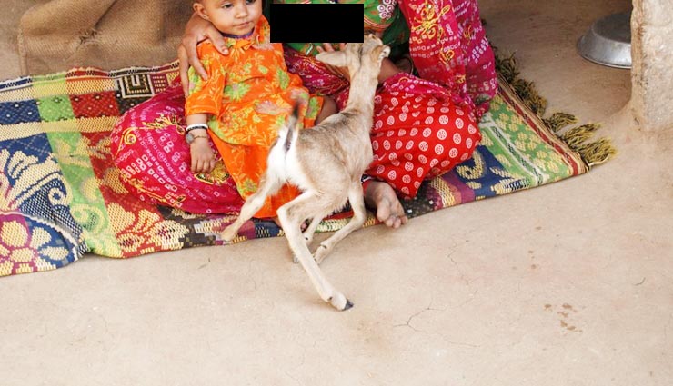 rajasthans bishnoi society,breast feed,baby deer,holidays